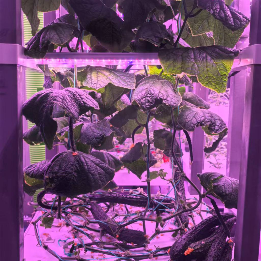 nt China Hydrokultur Grow Box  – Home Automation Systems Diy recenzja i cena